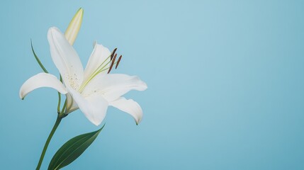 Obraz premium A delicate white lily on a serene blue background, close-up shot, Minimalist style