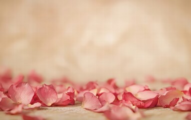 Warm beige background with a subtle texture and scattered pink petals for valentines day