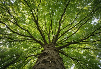 Obraz premium trees in the forest