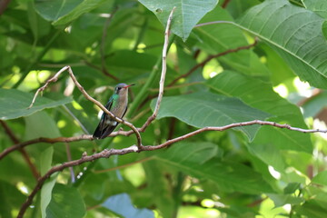 Colibrí, ella descansando