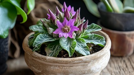 Flowering mandrake in a pot 