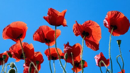Obraz premium A dynamic display of red poppies against a clear blue sky, angled shot, Dramatic style