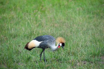 Crowns crane in the savannah of Africa