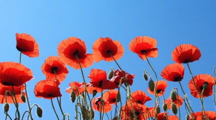 Obraz premium A dynamic display of red poppies against a clear blue sky, angled shot, Dramatic style
