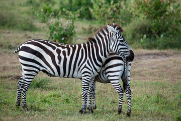 zebra eating grass