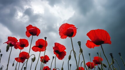 Obraz premium A dynamic display of red poppies against a dramatic cloudy sky, angled shot, Dramatic style