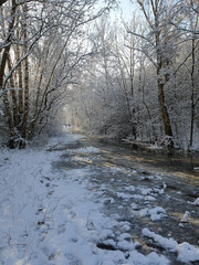 A frozen brook in a winter forest