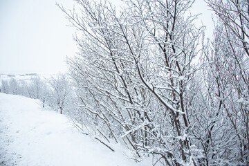 Exploring the Pingvellir National Park, Iceland