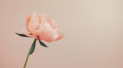 A lone pastel coral peony isolated against a soft taupe background, close-up shot, Minimalist style