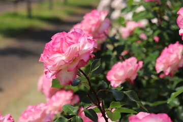 Rose garden