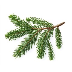 Naklejka premium Pencil-like spruce tree branch isolated on a white background
