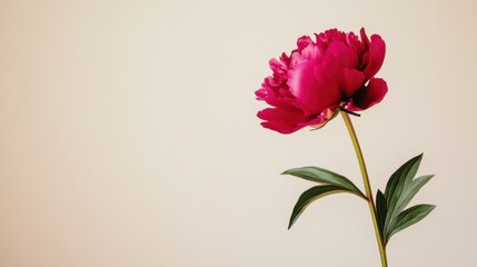 Fototapeta premium A lone rich fuchsia peony isolated against a light taupe background, close-up shot, Minimalist style