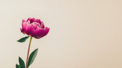 A lone rich magenta peony isolated against a light beige background, close-up shot, Minimalist style