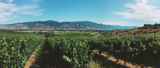 Obraz premium Expansive vineyard landscape under a clear blue sky with rolling hills