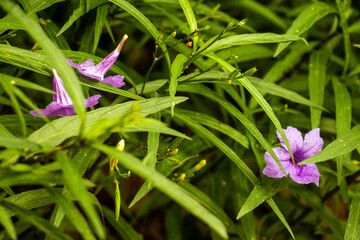 Hanging Natural Pods