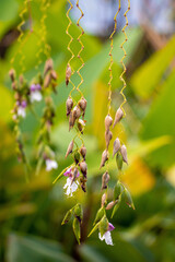 Purple Wild Flowers in Green