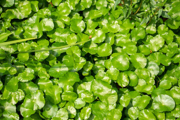 Shiny Centella Leaves
