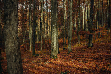 beech forest in late autumn