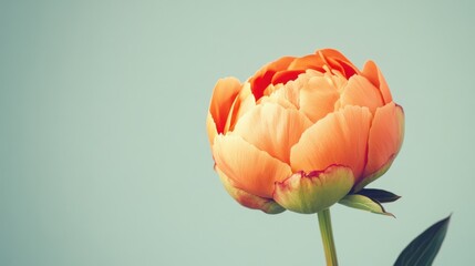 A lone vibrant orange peony isolated against a light sage green background, close-up shot, Minimalist style