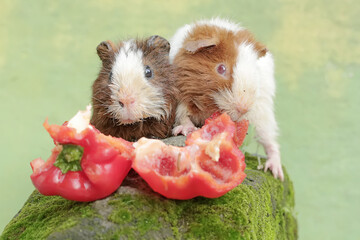 A pair of teddy guinea pigs are eating bell pepper fruit that fell on the moss-covered ground. This rodent mammal has the scientific name Cavia porcellus.