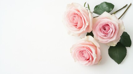 A minimalist composition of delicate pink roses on a clean white background, close-up shot, Modern style
