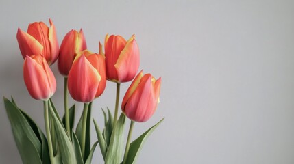 Fototapeta premium A minimalist composition of vibrant orange tulips against a soft gray backdrop, close-up shot, Modern style