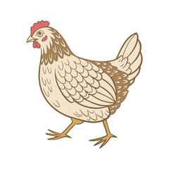 Illustration of a chicken on a white background. Cute domestic bird.