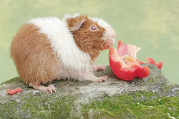 A teddy guinea pig is eating a bell pepper fruit that fell on the moss-covered ground. This rodent mammal has the scientific name Cavia porcellus.
