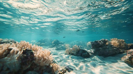 Fototapeta premium Underwater coral reef scene with sunlight and fish.