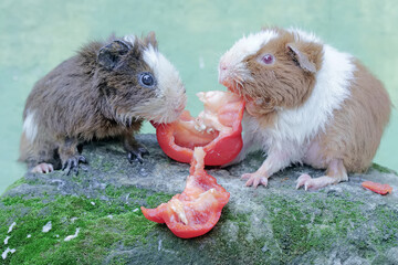 A pair of teddy guinea pigs are eating bell pepper fruit that fell on the moss-covered ground. This rodent mammal has the scientific name Cavia porcellus.