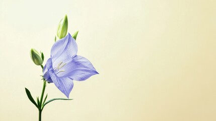 A rich blue bellflower against a pale yellow background, close-up shot, Minimalist style