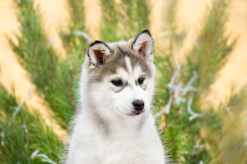 Malamute Husky Pomsky puppy. Christmas New Year photo