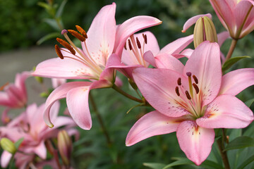 Fototapeta premium Pink lilies in the garden near the house