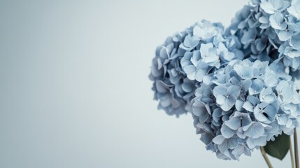 A serene arrangement of blue hydrangeas against a soft gradient sky backdrop, soft-focus shot, Ethereal style