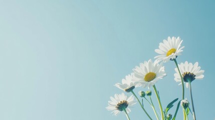 A serene cluster of white daisies on a calm sky blue background, close-up shot, Minimalist style © ArpPSIqee