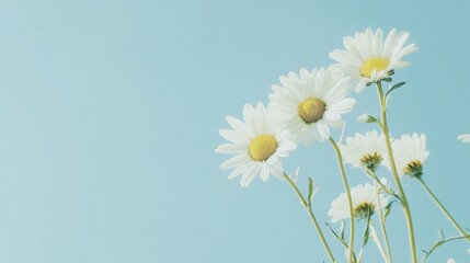 A serene cluster of white daisies on a calm sky blue background, close-up shot, Minimalist style