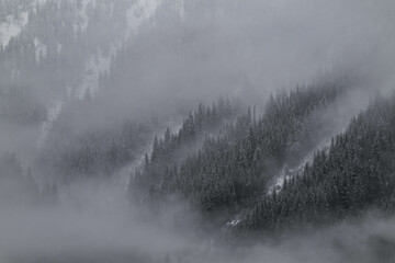 Snow covered trees on a mountain with fog in winter. Alberta, Canada