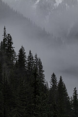 Snow covered trees on a mountain with fog in winter. Alberta, Canada