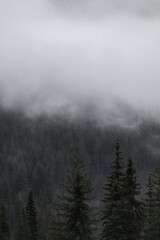 Snow covered trees on a mountain with fog in winter. Alberta, Canada