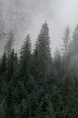 Snow covered trees on a mountain with fog in winter. Alberta, Canada