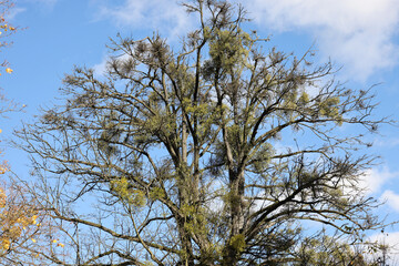 Mistletoe balls growing on a tree, symbol of Christmas holidays