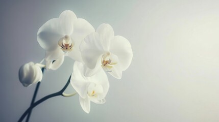 A serene white orchid on a soft gray backdrop, close-up shot, Minimalist style