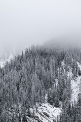 Snow covered trees on a mountain with fog in winter. Alberta, Canada