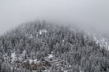 Snow covered trees on a mountain with fog in winter. Alberta, Canada