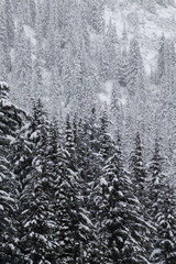 Snow covered trees on a mountain with fog in winter. Alberta, Canada