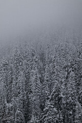 Snow covered trees on a mountain with fog in winter. Alberta, Canada