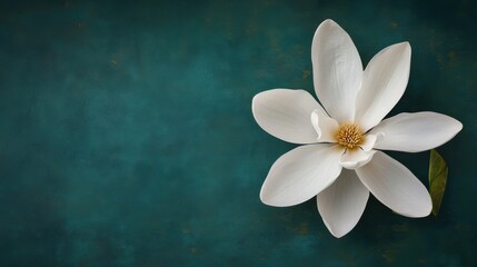A single elegant white magnolia blossom on a deep forest green background, detailed close-up shot, Minimalist style