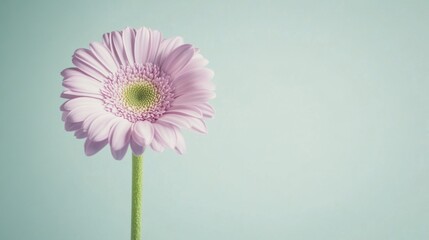 A single pastel lavender gerbera daisy against a soft sage green background, close-up shot, Minimalist style