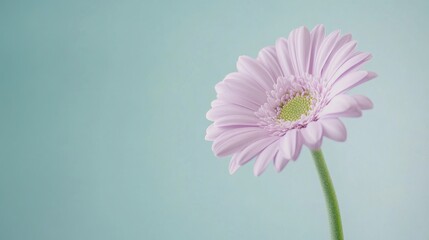 A single pastel lavender gerbera daisy against a soft sage green background, close-up shot, Minimalist style