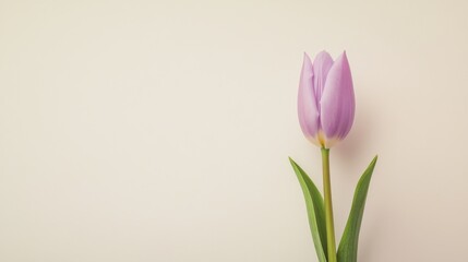 Fototapeta premium A single pastel lavender tulip against a soft cream background, close-up shot, Minimalist style